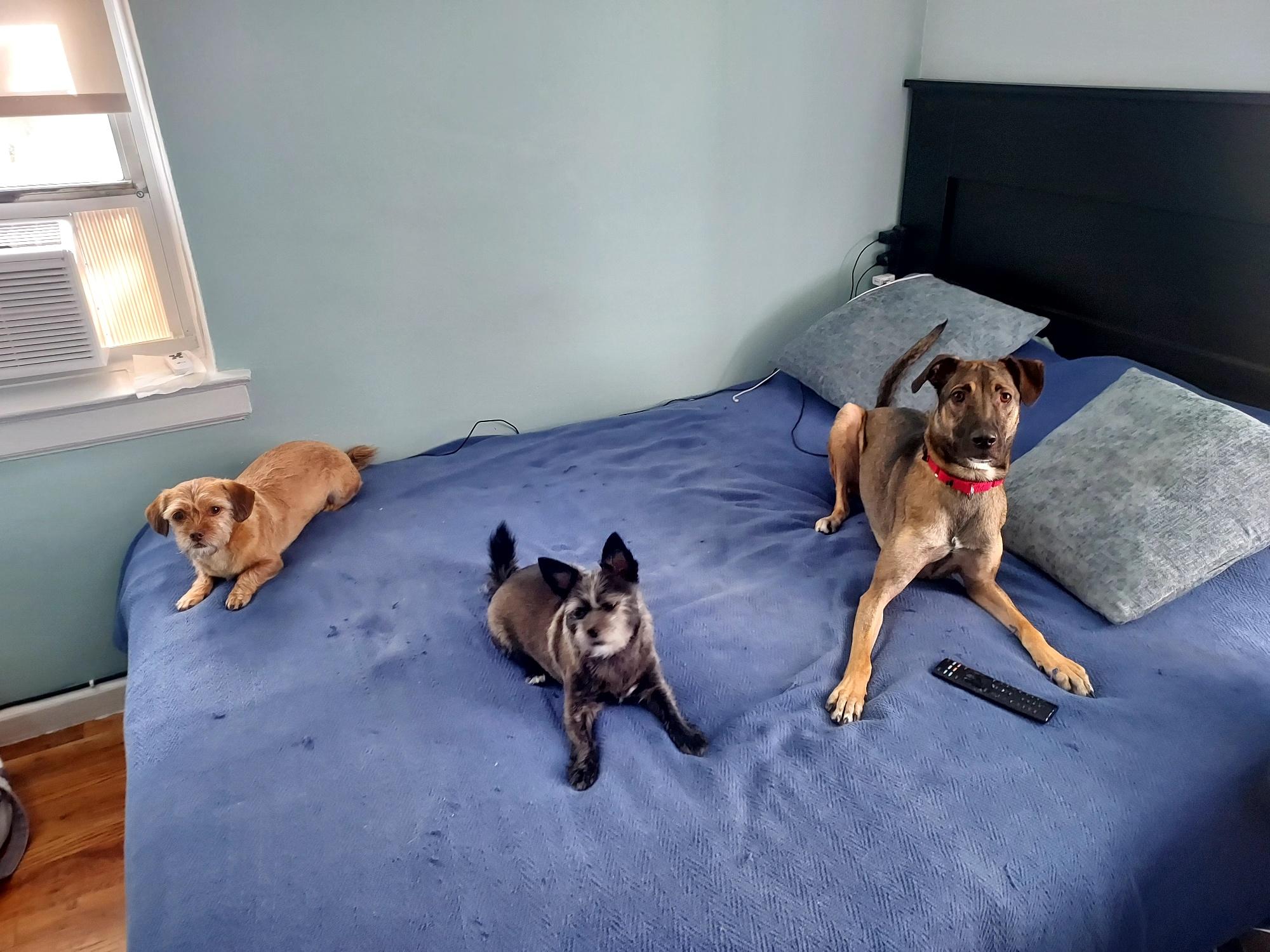 Lola, an adopted mixed breed in Brooklyn, NY image 3/5