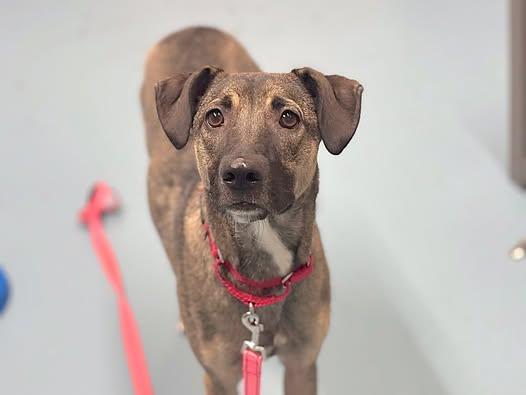 Lola, an adopted mixed breed in Brooklyn, NY image 4/5