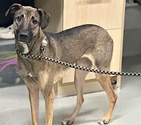 Lola, an adopted mixed breed in Brooklyn, NY image 5/5