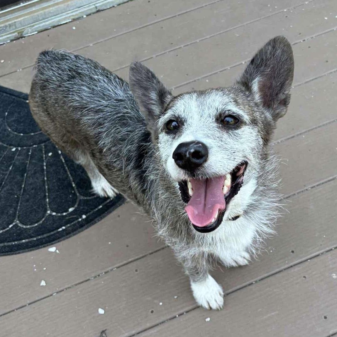 Bella, Adult Female Corgi