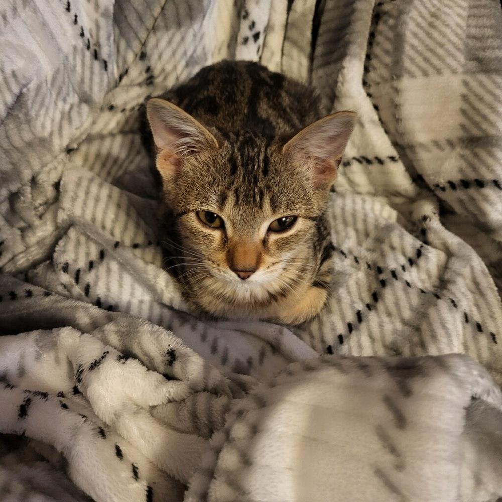 Enlarge Poppy, a Adopted mixed breed in Plumerville, AR image 2/2