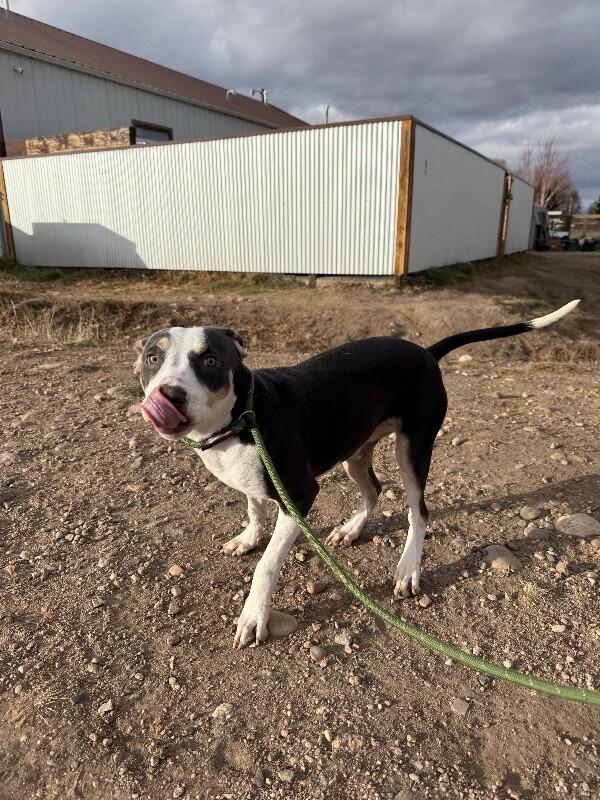 Tilly, Adoptable, Adult Female Mixed Breed.