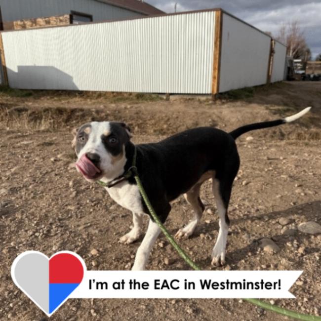 Tilly, a Adoptable Mixed Breed in Westminster, CO image 1/3