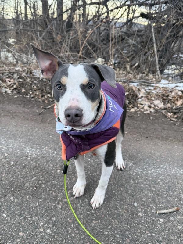 Enlarge Tilly, a Adoptable Mixed Breed in Fort Collins, CO image 3/6