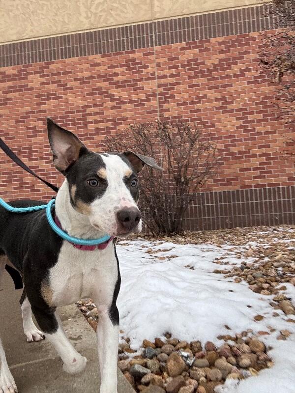 Enlarge Tilly, a Adoptable Mixed Breed in Fort Collins, CO image 1/6