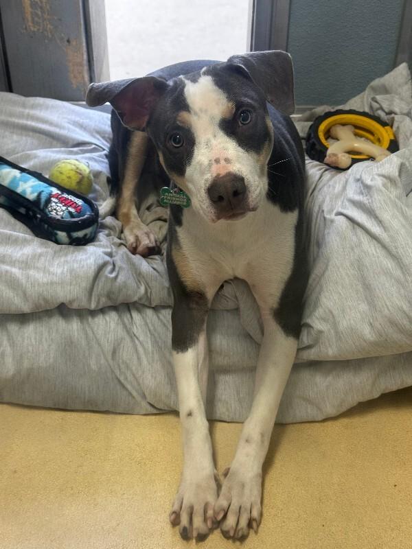 Tilly, a Adoptable Mixed Breed in Westminster, CO image 3/3