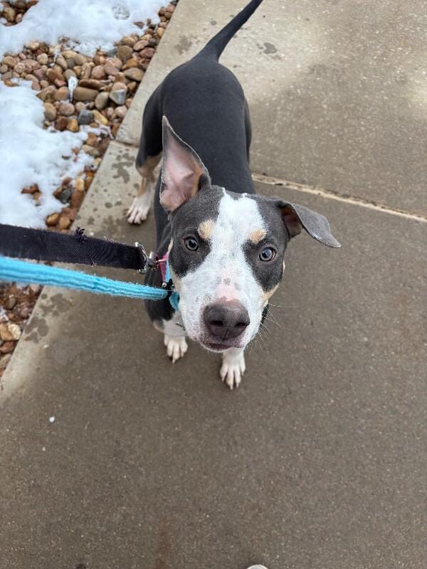 Enlarge Tilly, a Adoptable Mixed Breed in Fort Collins, CO image 5/6