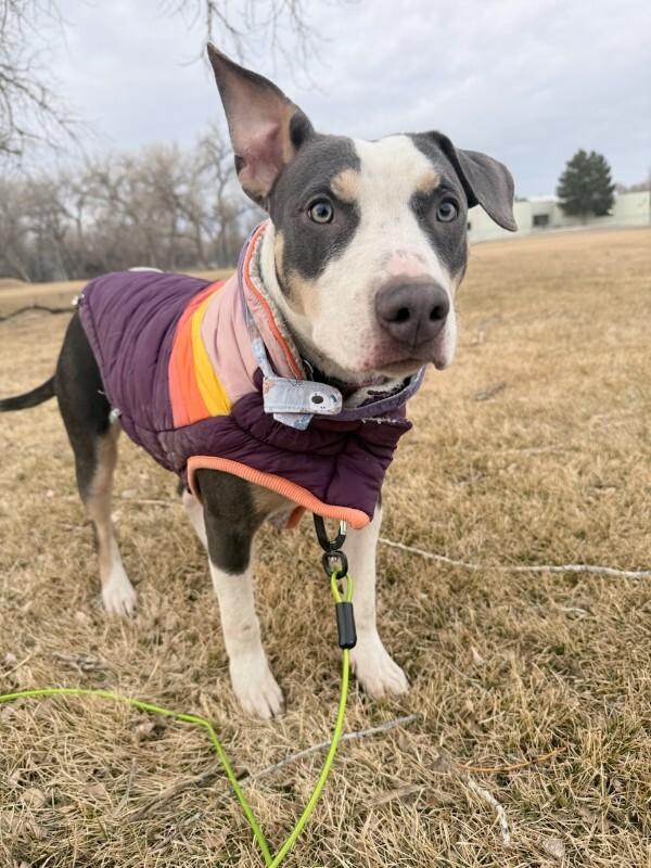 Enlarge Tilly, a Adoptable Mixed Breed in Fort Collins, CO image 6/6
