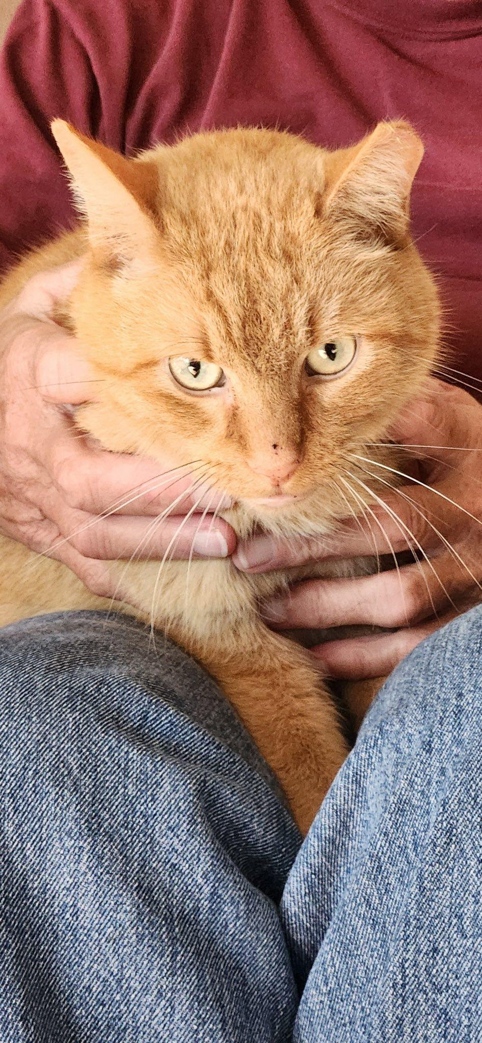 BIG Orange, an adopted mixed breed in Omaha, NE image 2/5