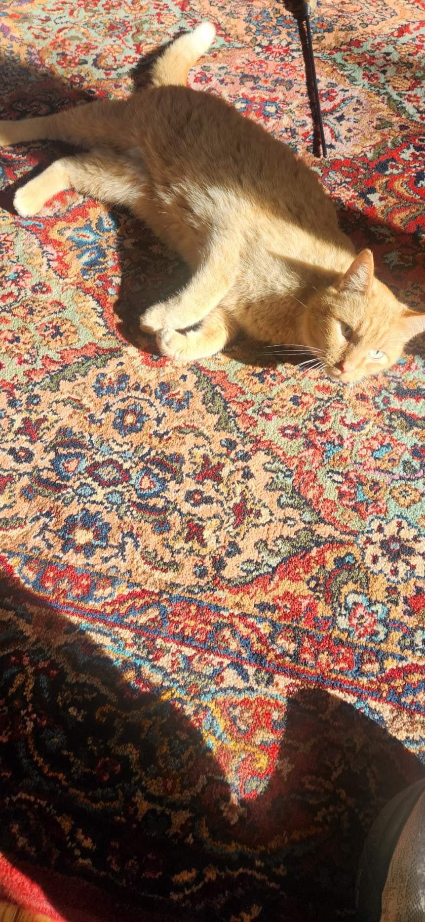 BIG Orange, an adopted mixed breed in Omaha, NE image 3/5