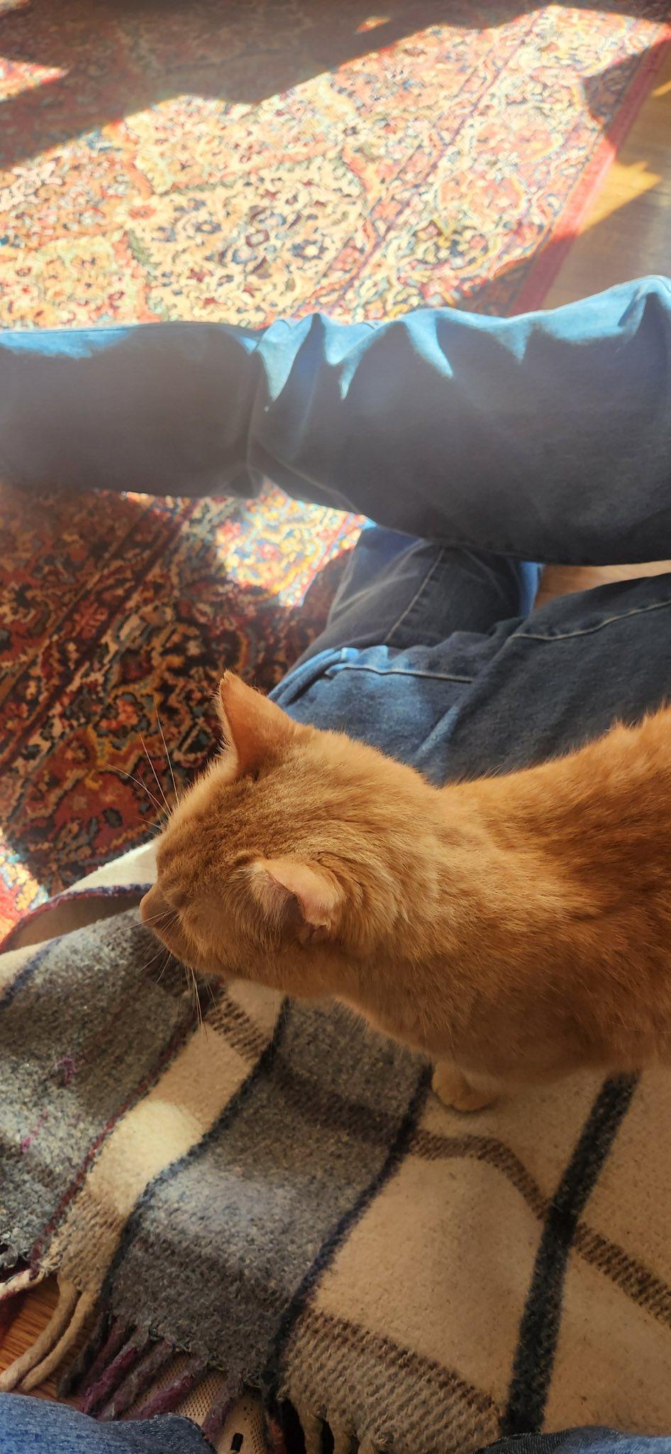 BIG Orange, an adopted mixed breed in Omaha, NE image 4/5