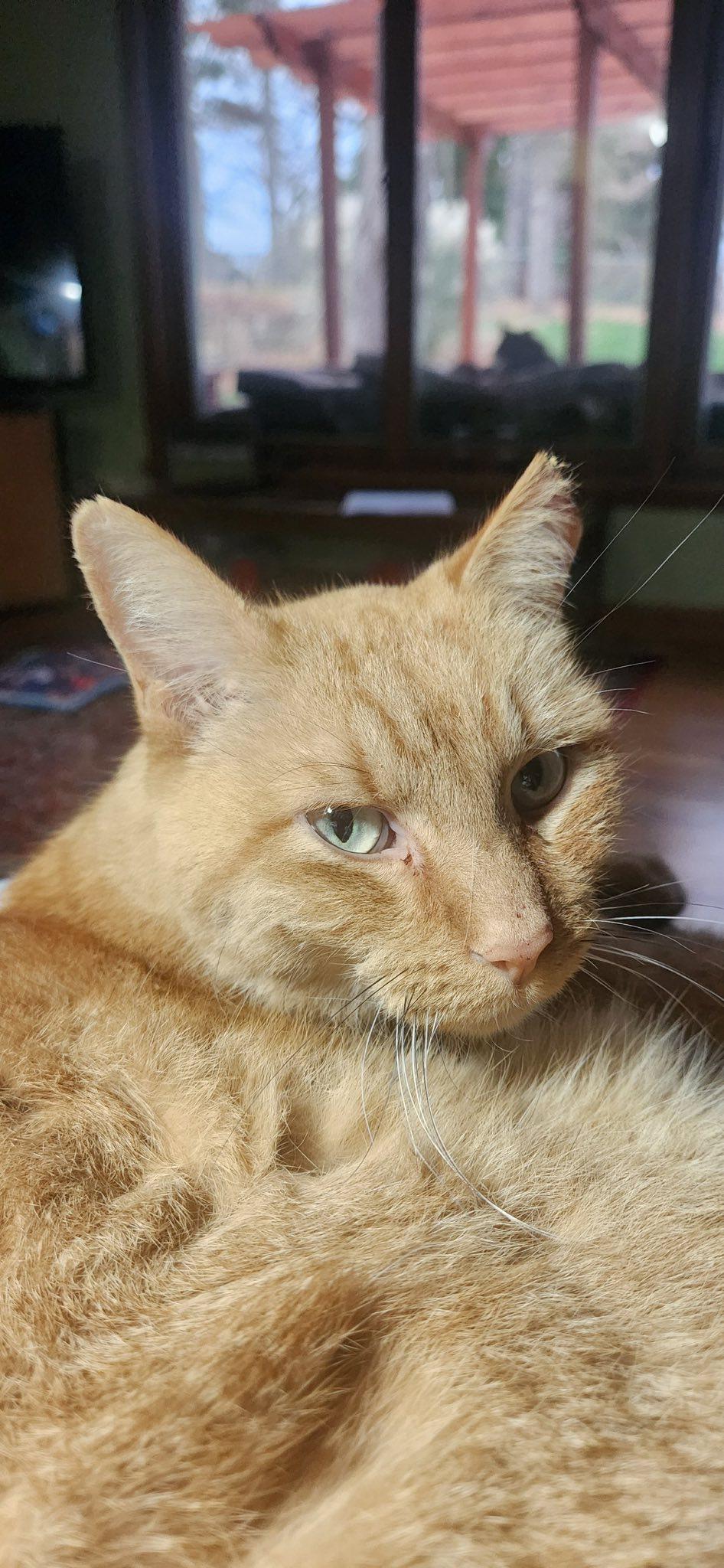 BIG Orange, an adopted mixed breed in Omaha, NE image 5/5