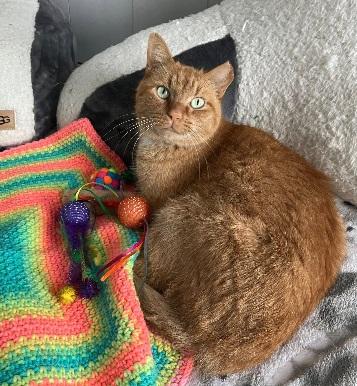 BIG Orange, an adopted mixed breed in Omaha, NE image 1/5