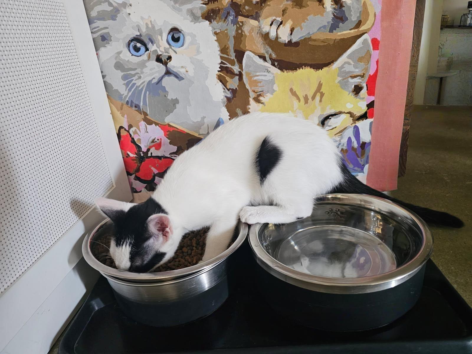 Lu’lemon – Grace, Speed, and Tuxedo Chic!