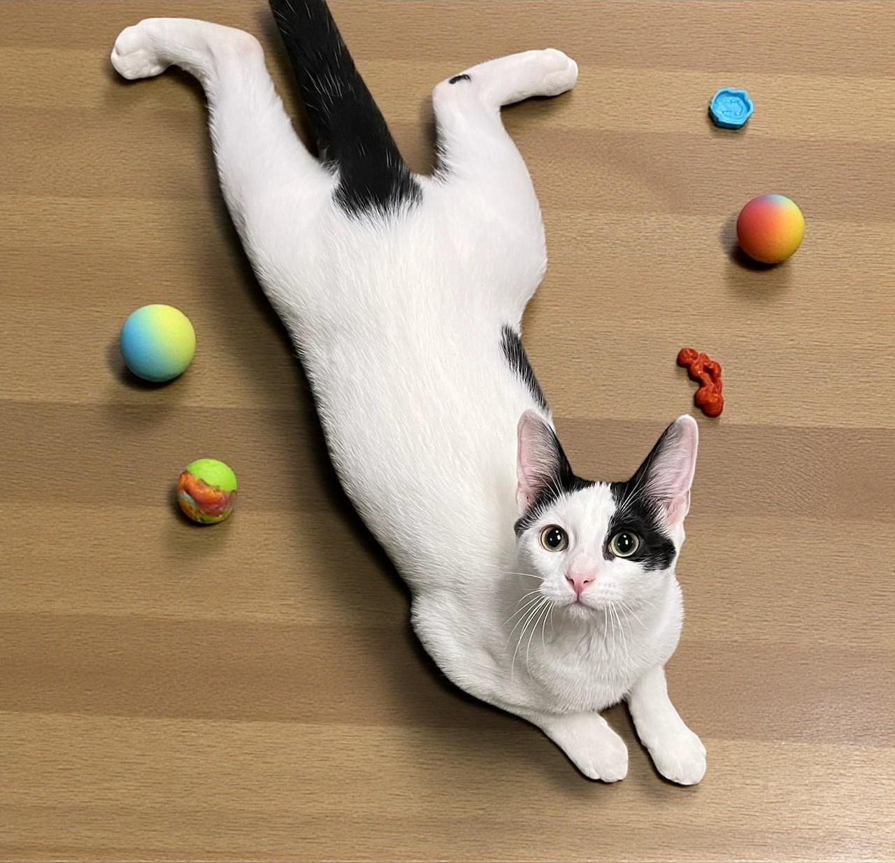 Lu’lemon – Grace, Speed, and Tuxedo Chic!