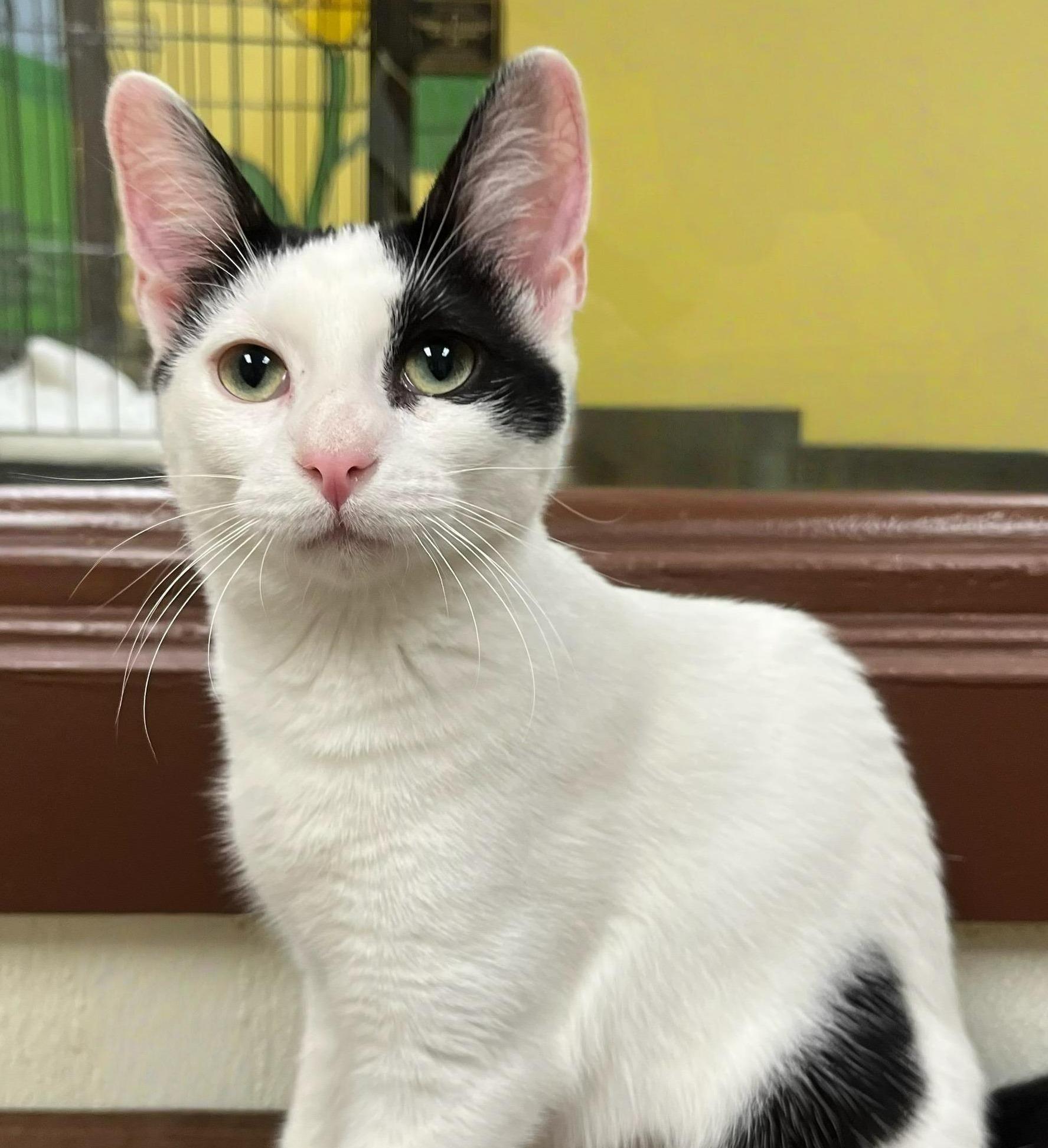 Lu’lemon – Grace, Speed, and Tuxedo Chic!