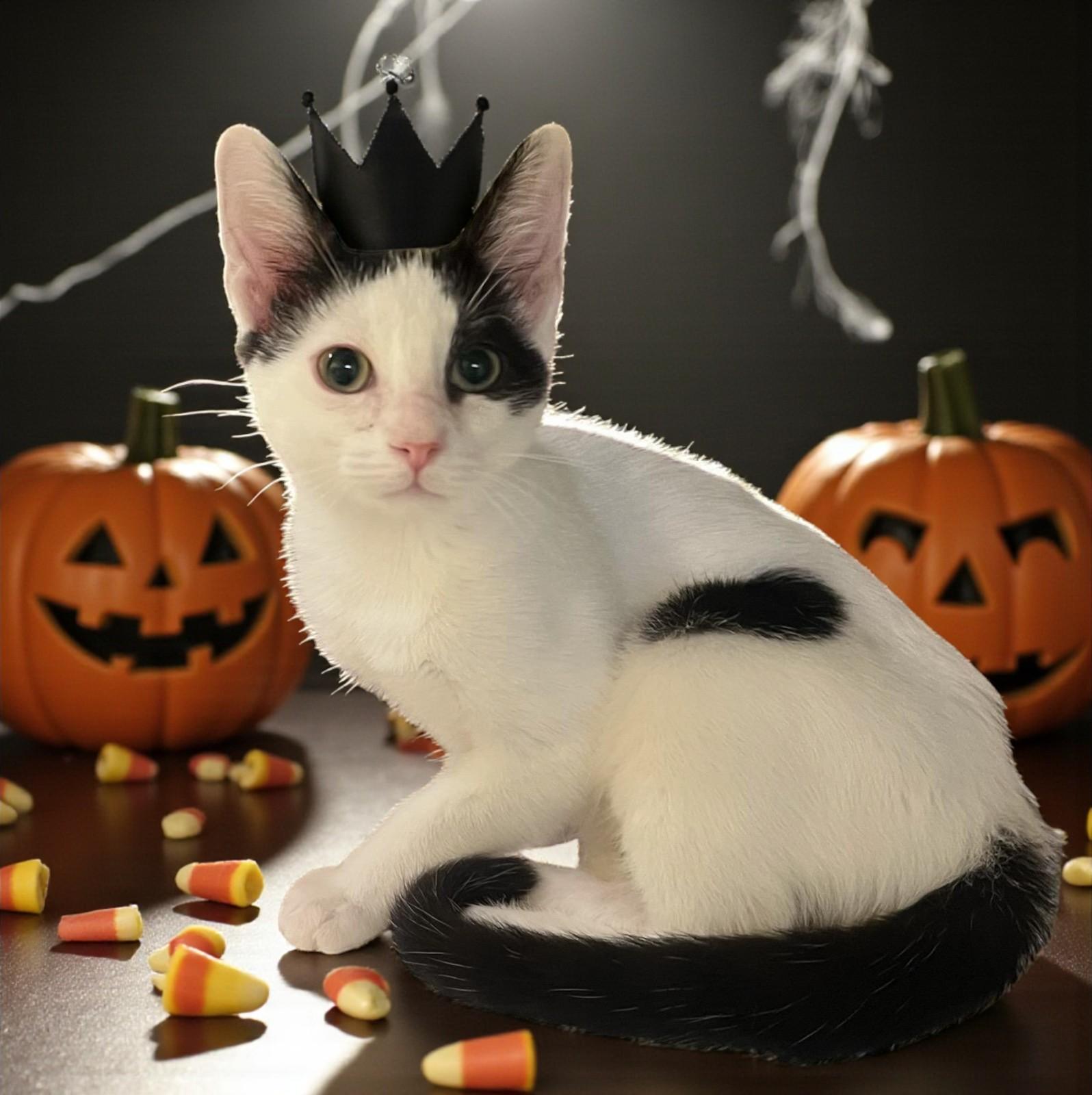 Lu’lemon – Grace, Speed, and Tuxedo Chic!