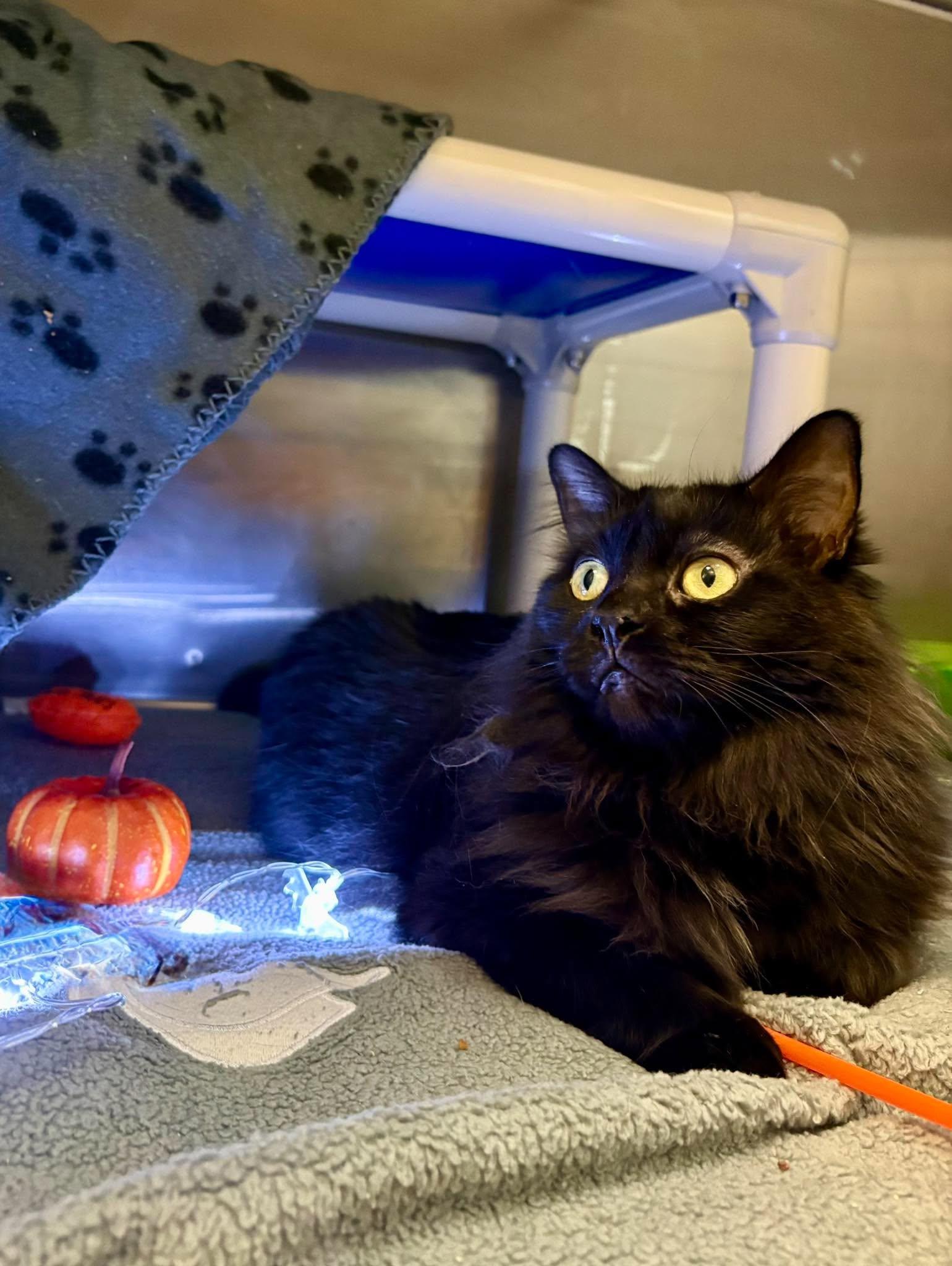 Enlarge Mathilda, a Adoptable Domestic Medium Hair in Delson, QC image 1/1