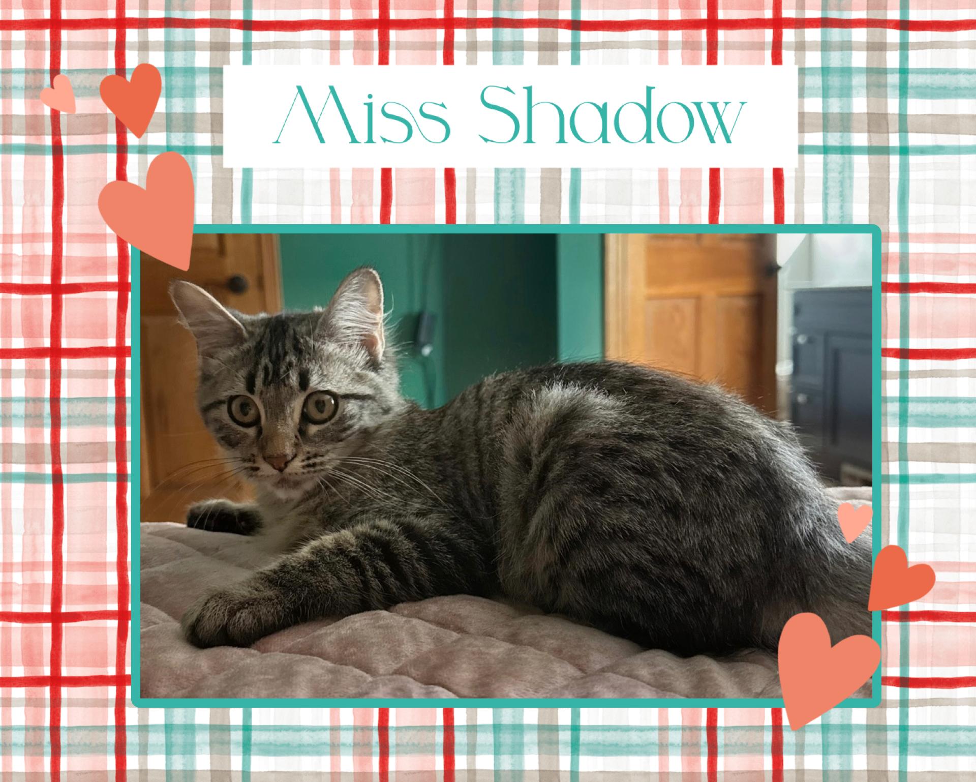 Enlarge Shadow, a Adoptable Domestic Medium Hair in Kearney, NE image 1/1
