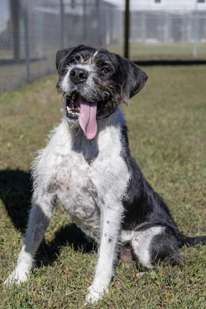 Jock — thumbnail 2