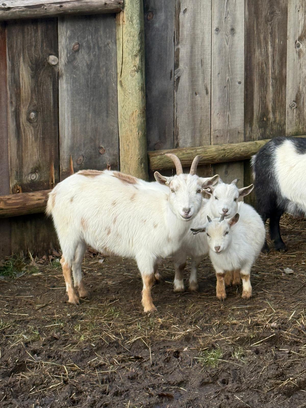 Pygmy Goats, ADOPTABLE, Young Male Pygmy.