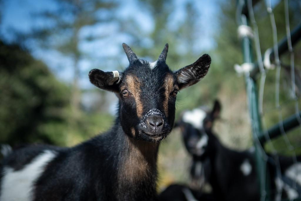 Enlarge Pygmy Goats, a ADOPTABLE Pygmy in Jacksonville, OR image 2/6
