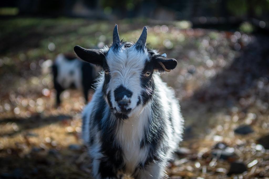 Enlarge Pygmy Goats, a ADOPTABLE Pygmy in Jacksonville, OR image 5/6