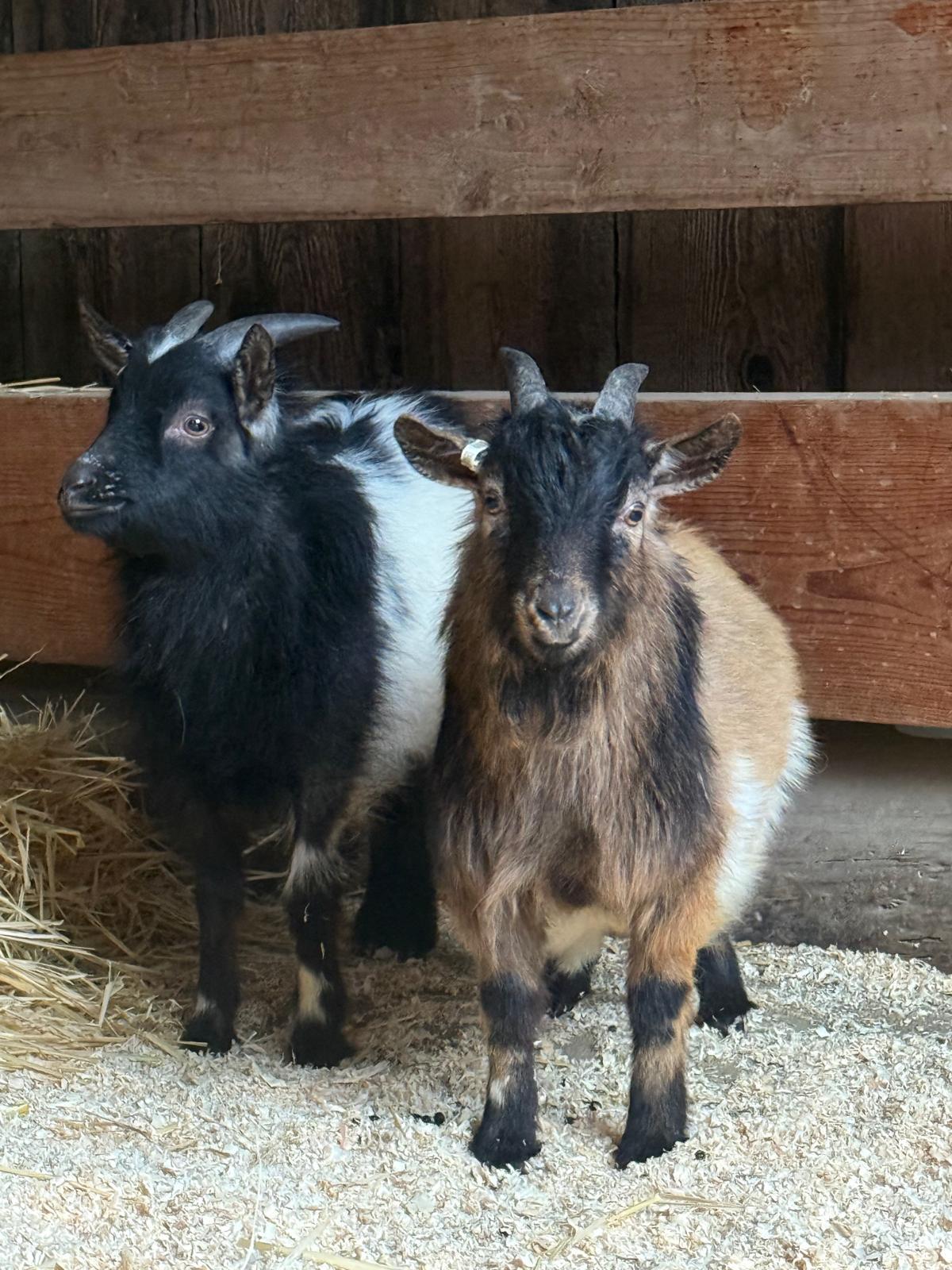 Enlarge Pygmy Goats, a ADOPTABLE Pygmy in Jacksonville, OR image 6/6