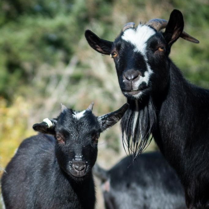 Enlarge Pygmy Goats, a ADOPTABLE Pygmy in Jacksonville, OR image 3/6