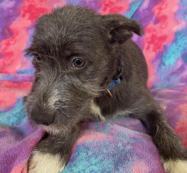 Enlarge Sugar, a Adoptable Terrier in Memphis, TN image 2/6