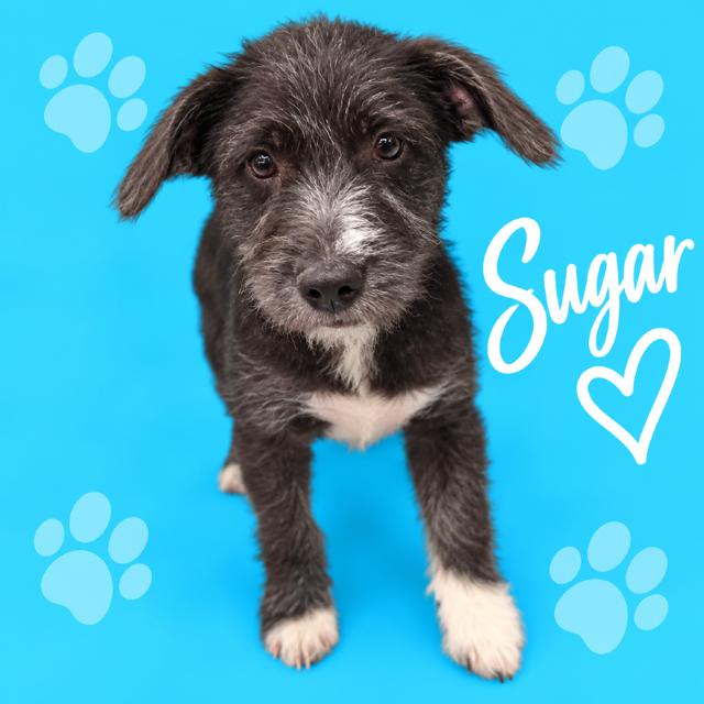 Enlarge Sugar, a Adoptable Terrier in Memphis, TN image 1/6