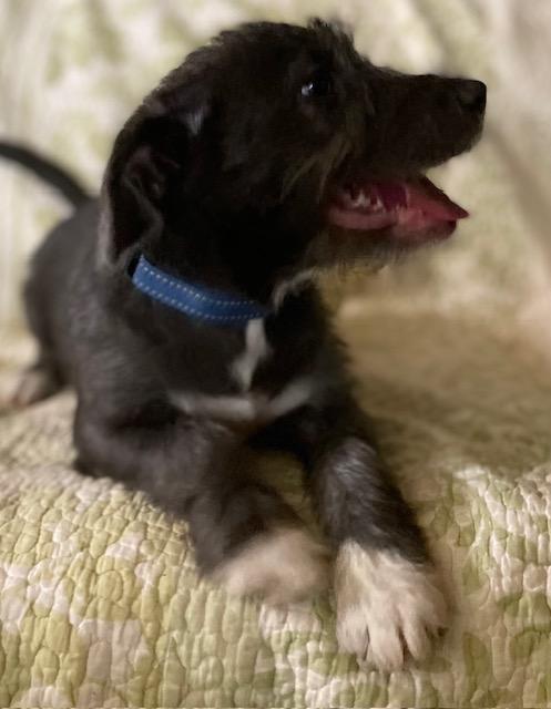 Enlarge Sugar, a Adoptable Terrier in Memphis, TN image 6/6