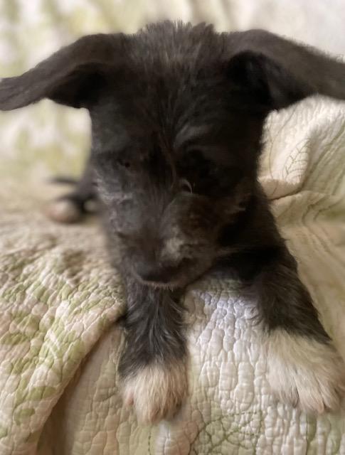 Enlarge Sugar, a Adoptable Terrier in Memphis, TN image 4/6