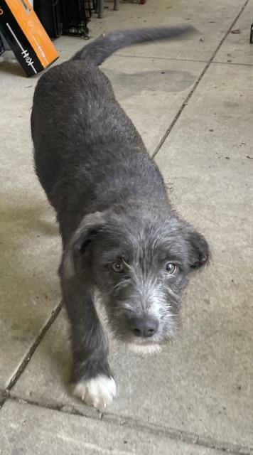 Enlarge Sugar, a Adoptable Terrier in Memphis, TN image 3/6