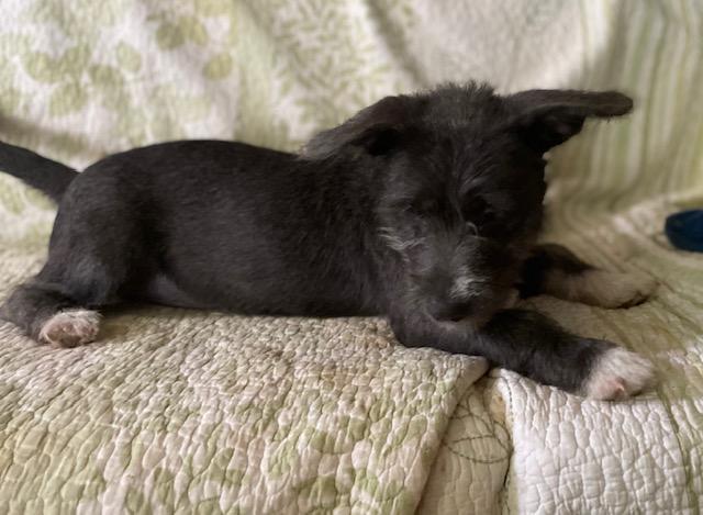 Enlarge Sugar, a Adoptable Terrier in Memphis, TN image 5/6