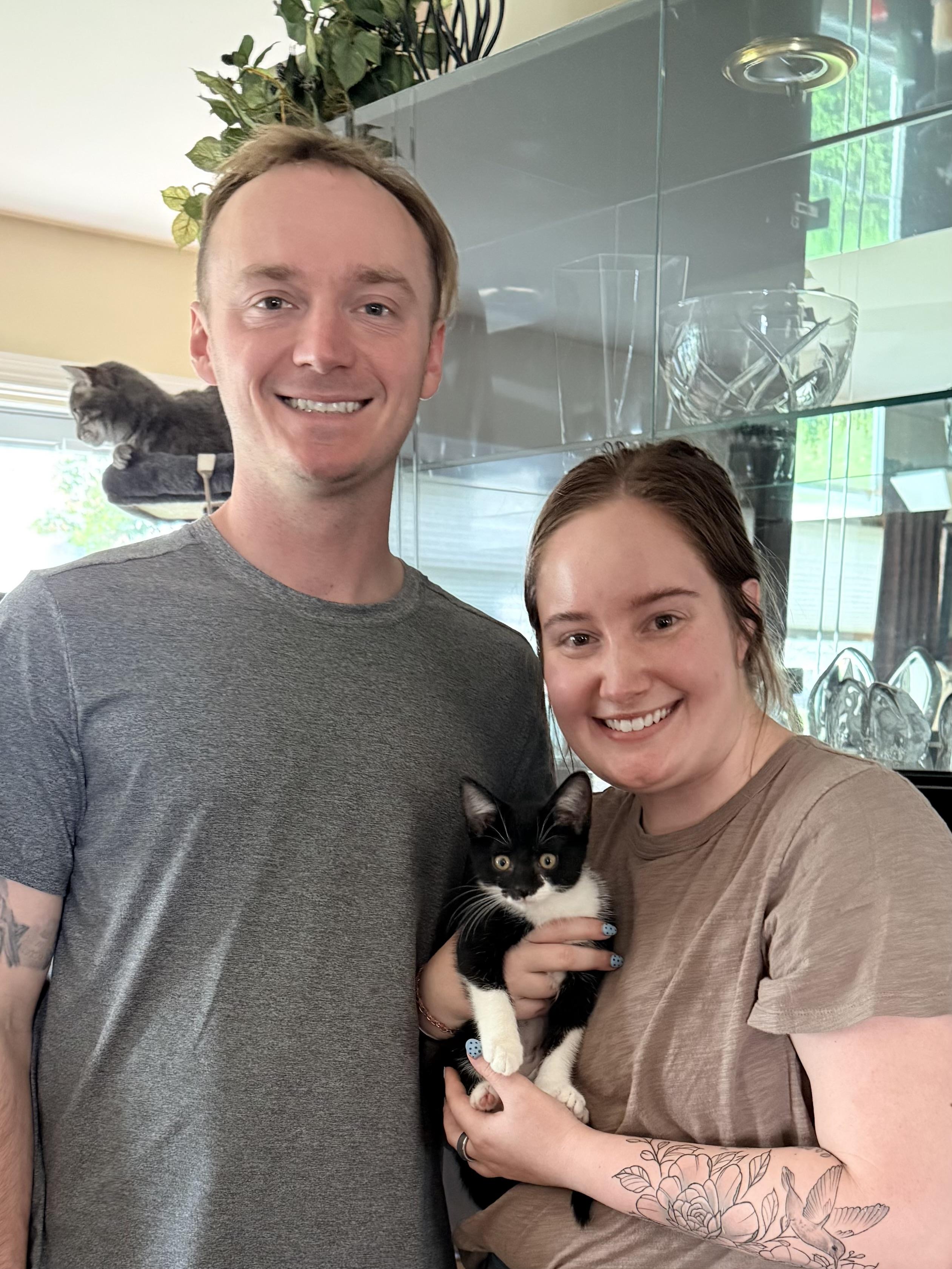 Enlarge Lacy, an adopted Domestic Short Hair in Louisville, KY image 2/2