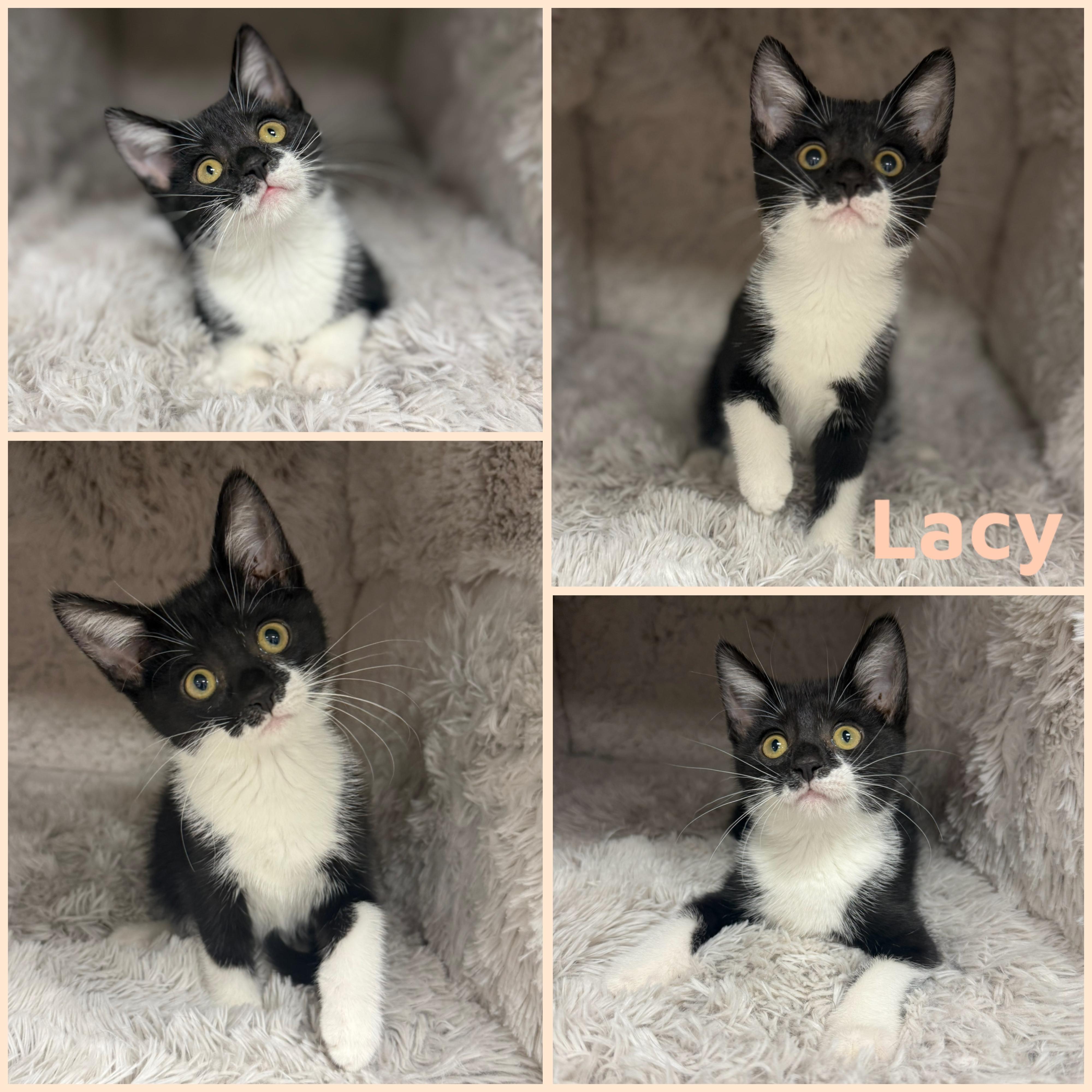 Enlarge Lacy, a ADOPTABLE Domestic Short Hair in Louisville, KY image 1/1