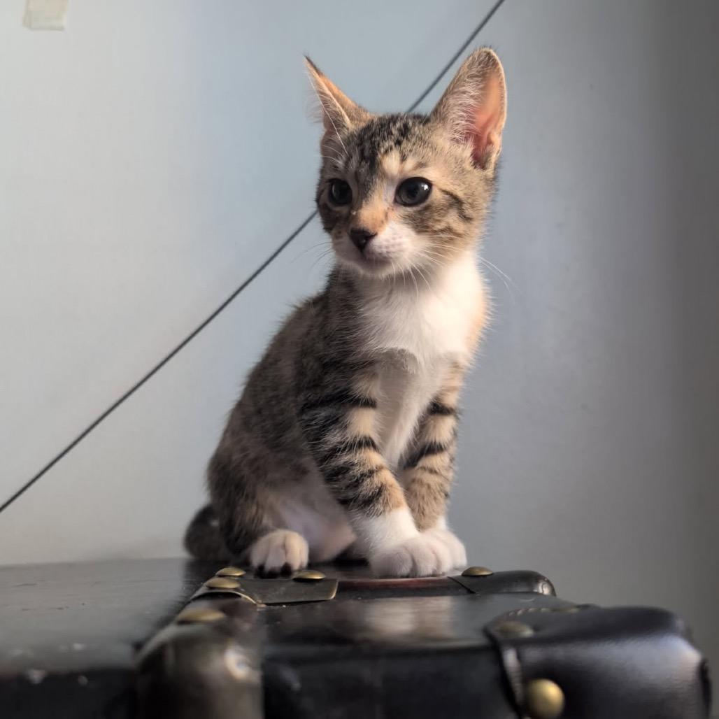 Evanescence — thumbnail 2