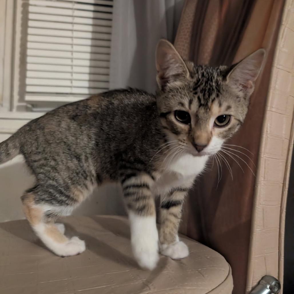 Evanescence — thumbnail 3