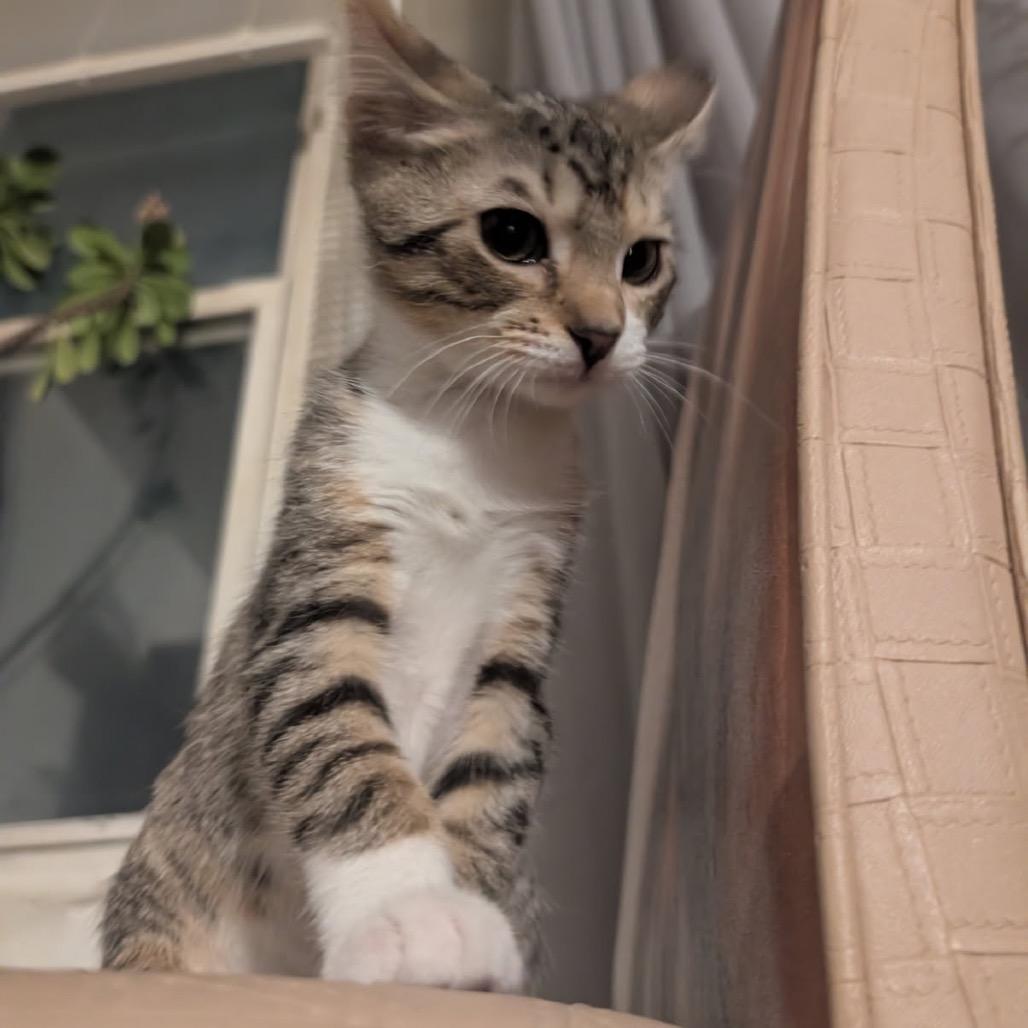 Evanescence — thumbnail 4