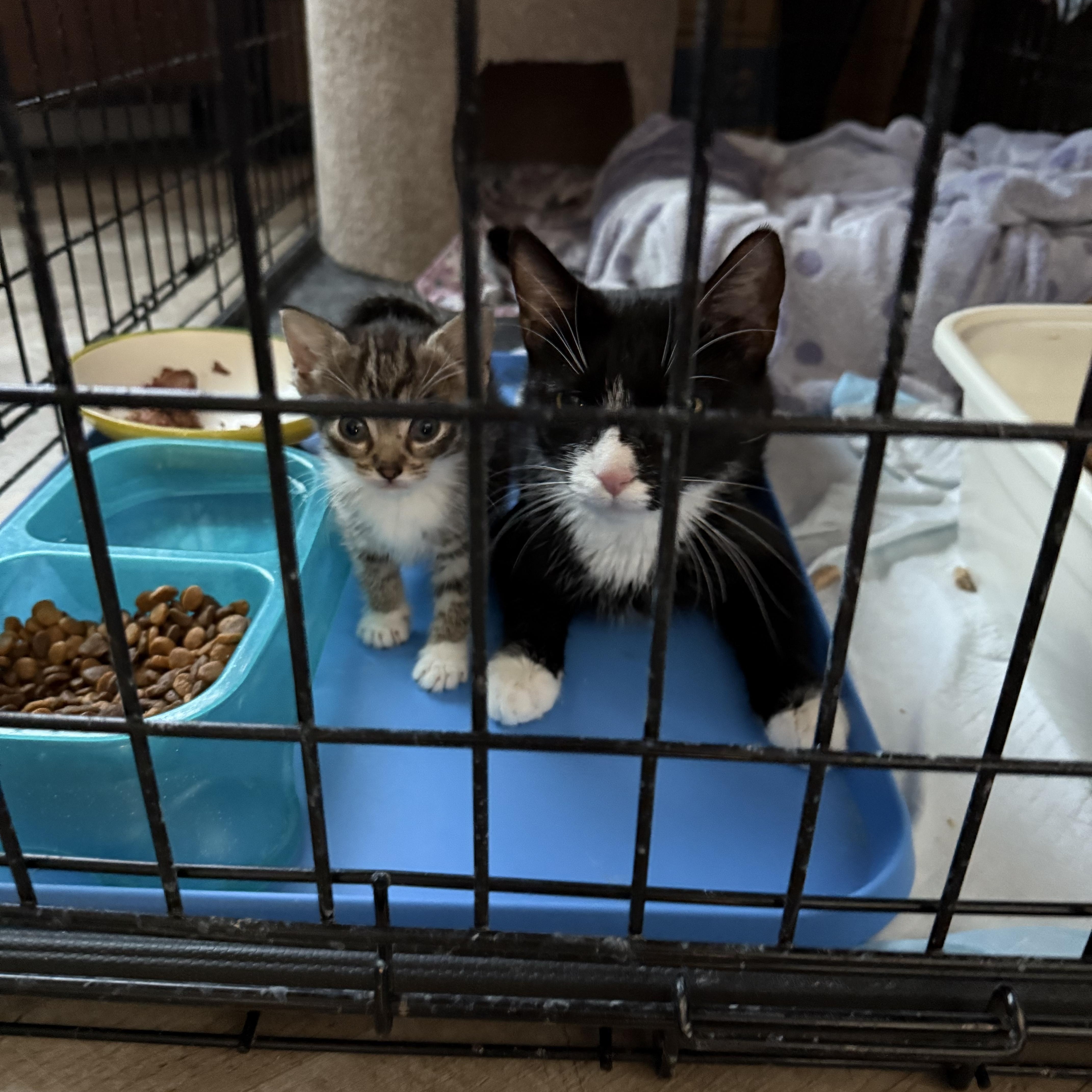 Diamond and daughter Carat, ADOPTABLE, Young Female Domestic Short Hair.