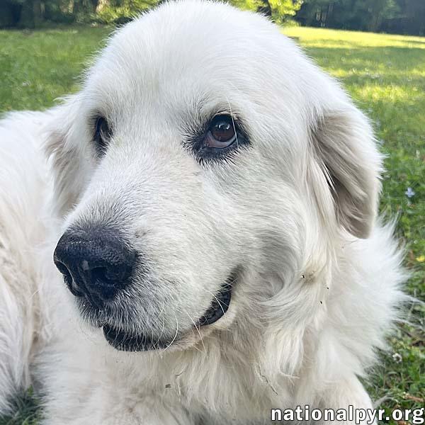 Samantha in TN - Walks Are Her Favorite!