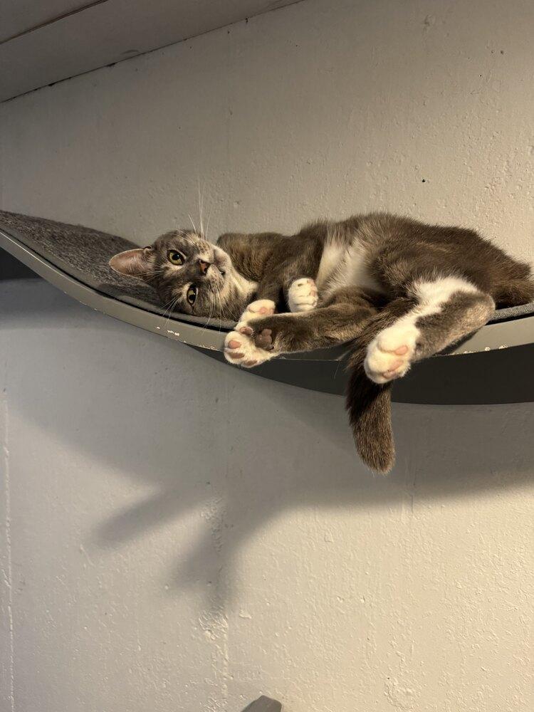 Enlarge Archie, a Adopted mixed breed in Grand Rapids, MI image 1/6