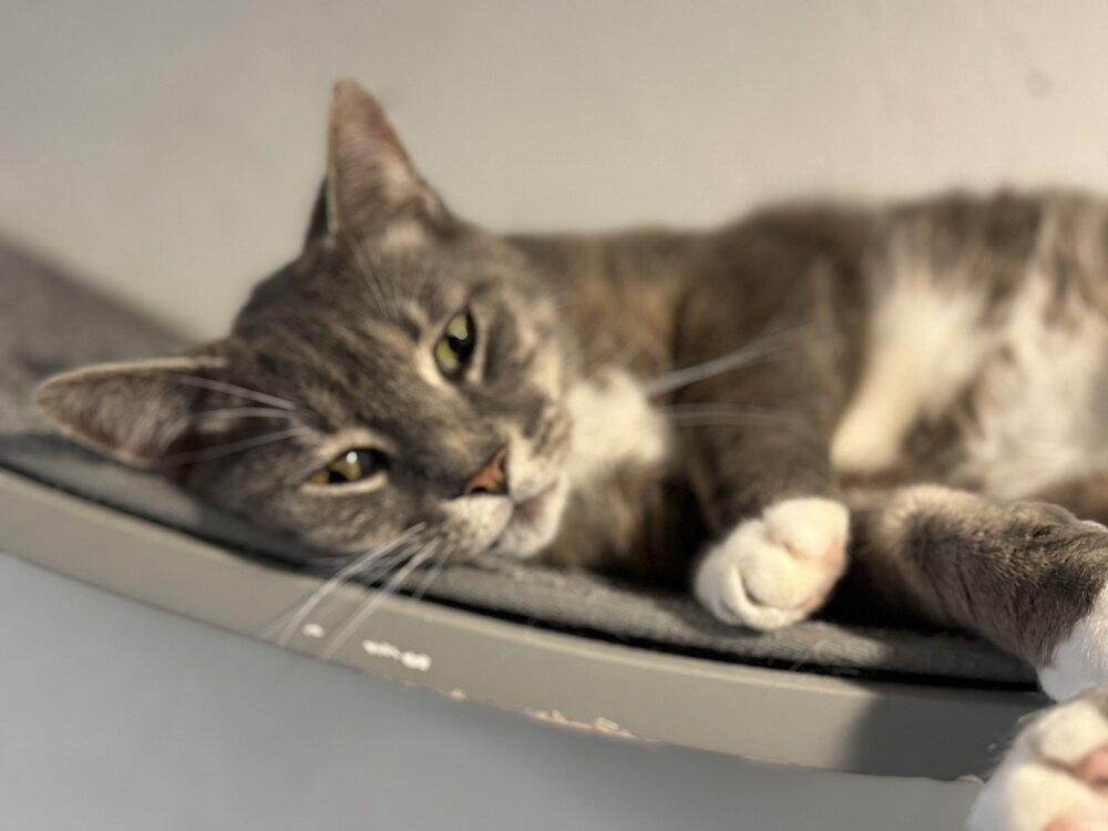 Enlarge Archie, a Adopted mixed breed in Grand Rapids, MI image 2/6