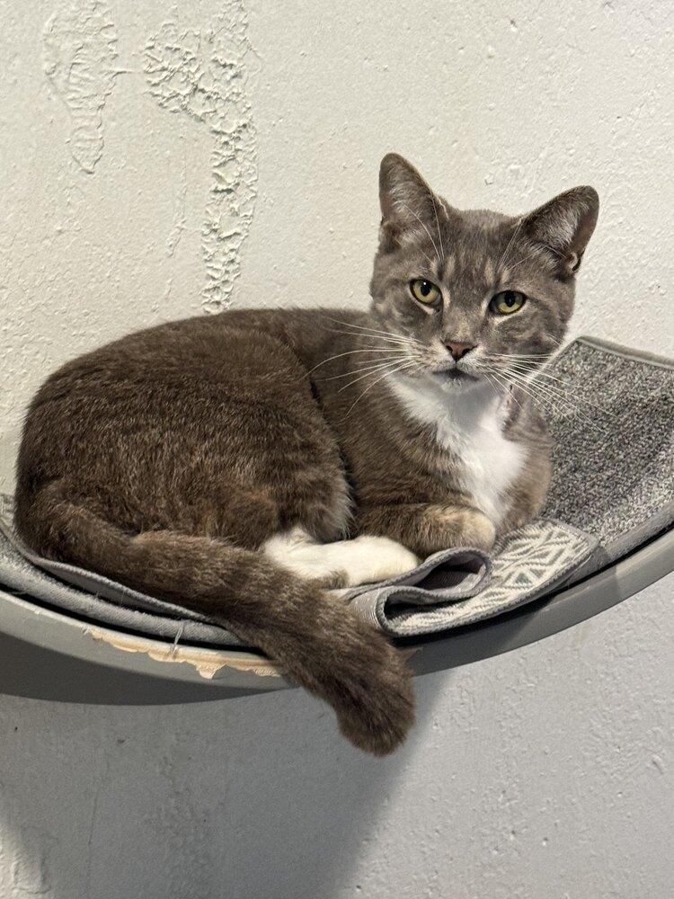 Archie, Adopted, Adult Male Domestic Short Hair.