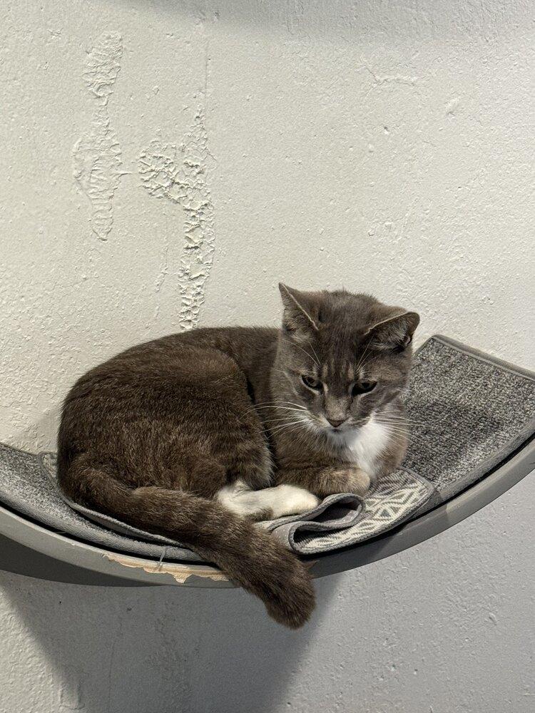 Enlarge Archie, a Adopted mixed breed in Grand Rapids, MI image 5/6