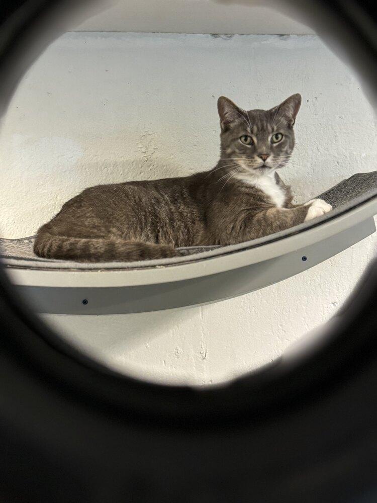 Enlarge Archie, a Adopted mixed breed in Grand Rapids, MI image 6/6