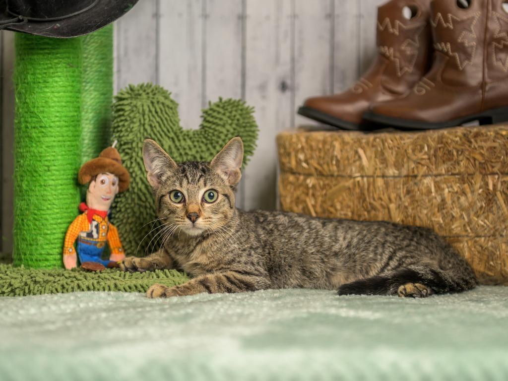 Beecher, Adoptable, Young Male Domestic Short Hair.