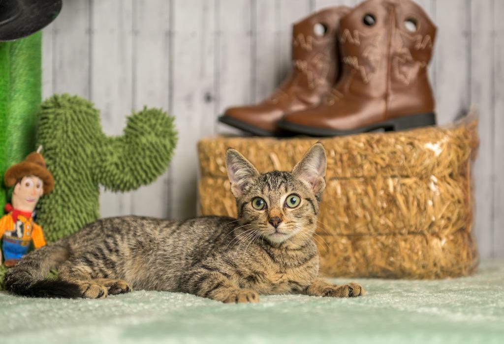 Enlarge Beecher, a Adoptable mixed breed in Roanoke, TX image 2/3