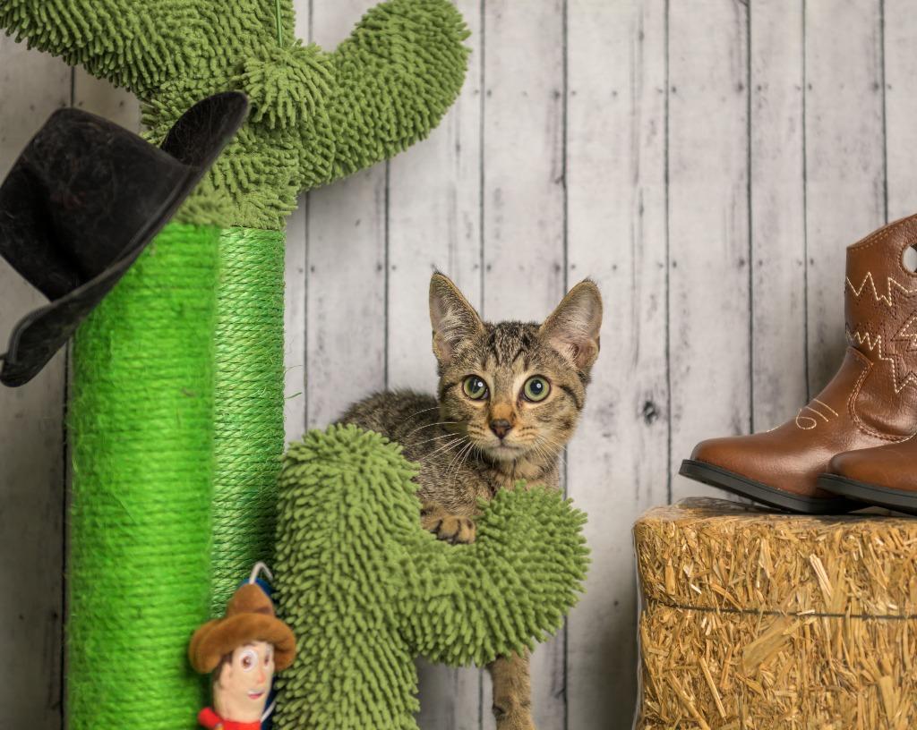 Beecher, Adoptable, Young Male Domestic Short Hair.